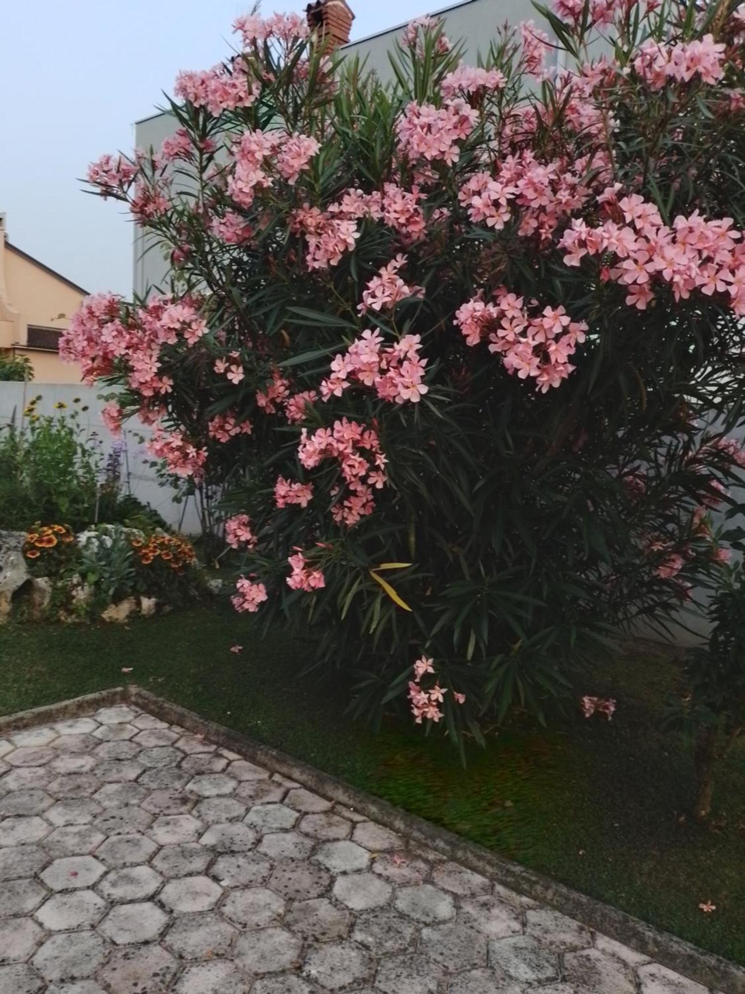 Apartman Olga Umag Luaran gambar
